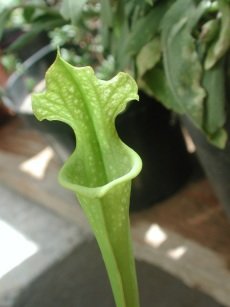 Nepenthes miranda juin 2009