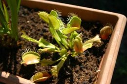 Nepenthes miranda juin 2009