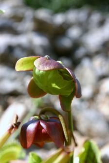 Nepenthes miranda juin 2009