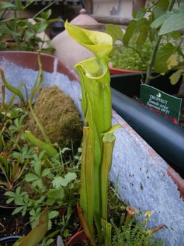 Nepenthes miranda juin 2009