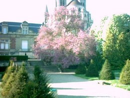 à la rencontre des roses.