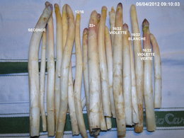 Asperges vertes ou blanches