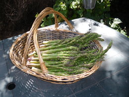 Asperges vertes ou blanches