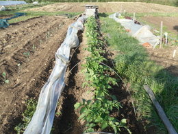 potager 2010 d'emmanuel