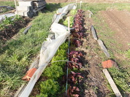 potager 2010 d'emmanuel