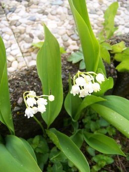 muguet