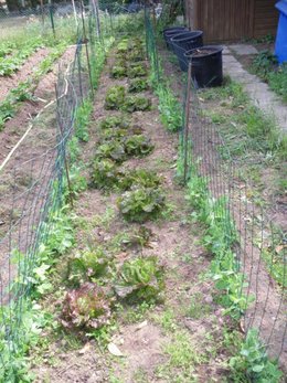 Faut-il semer de l'engrais vert dans le potager ?