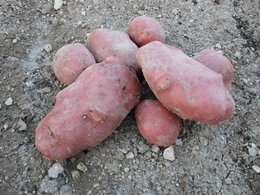 LA RECOLTE DES POMMES DE TERRE