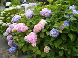 Hortensia - Hydrangea macrophylla