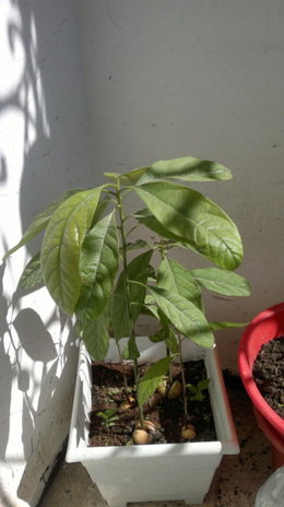 Avocatier - Persea gratissima