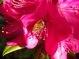 Bourdon terrestre