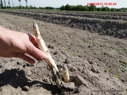 Les asperges