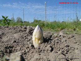 Les asperges