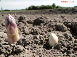 Les asperges