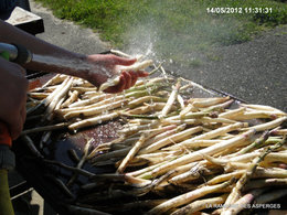 Les asperges
