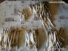 Les asperges