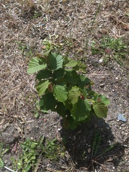 Identifier ce qui est dans notre jardin ? (3)