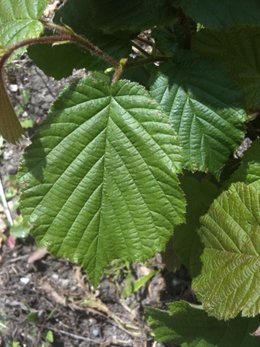 Identifier ce qui est dans notre jardin ? (4)