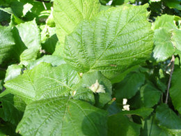 Identifier ce qui est dans notre jardin ? (4)