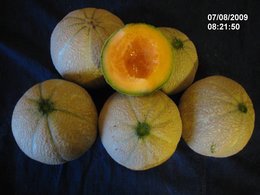 1ére RECOLTE DE MELONS