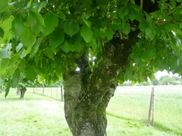 taille vieux arbres fruitiers (peu entretenus depuis longtemps)