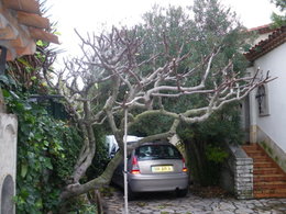 taille vieux arbres fruitiers (peu entretenus depuis longtemps)