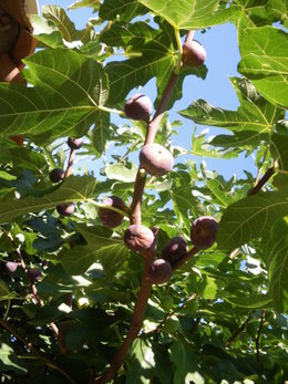 taille vieux arbres fruitiers (peu entretenus depuis longtemps)