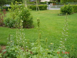 delphiniums