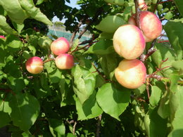 Mai : fruits et légumes de saison