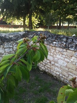 Urgence - cerisier en péril ! photo3