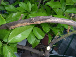 Mon tulipier a les branches fendues dans la longueur