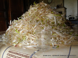 Les asperges