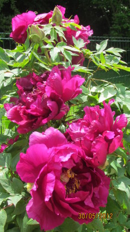 pivoine arbustive