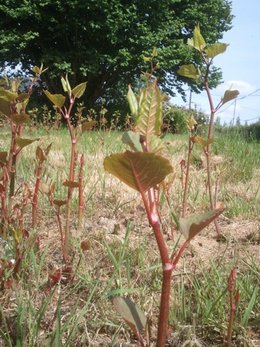 Quel est cette plantes ?