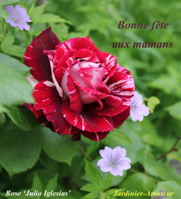 Bonne fête .....aux mamans !