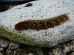 Grosse chenille