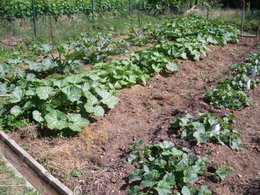 mes  premières courgettes jaunissent??