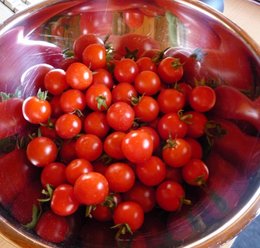 Tomate cerise Sweet 100