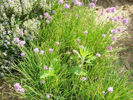 arbres et fleurs