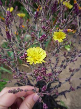 Qui suis-je ? / plante mystère n°20 ?