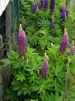 Lupin - Lupinus