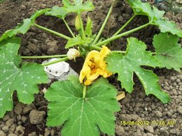 Cuisinez-vous les fleurs de courgettes ?