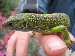 Lézard 