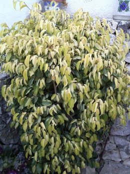 Ficus benjamina - Figuier pleureur