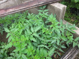Tomate