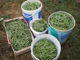 potager