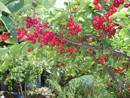 Les Cerises séchent