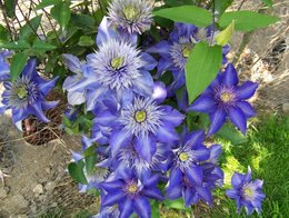 les fourmis et les fleurs