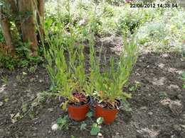 Mes achats de plantes fleuries