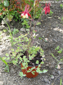 Mes achats de plantes fleuries